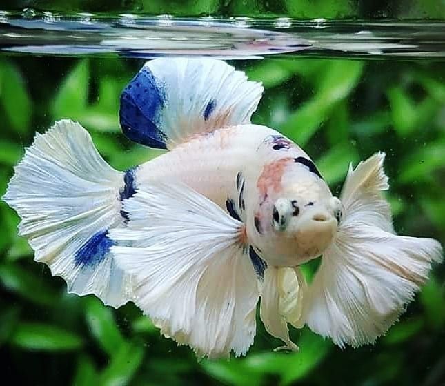 Cupang Dumbo Ear - Image 3