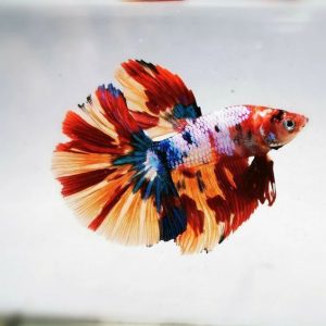 Cupang Koi / Marble