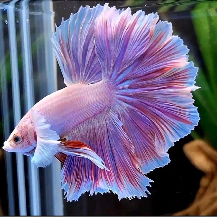 Cupang Halfmoon - Image 2