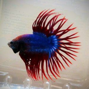 Cupang Crowntail